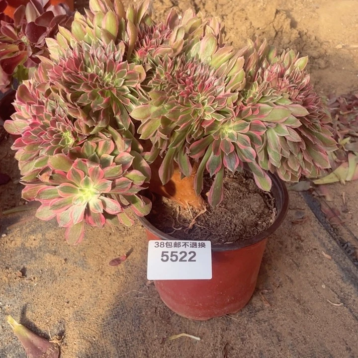 5522，女神缀不包邮