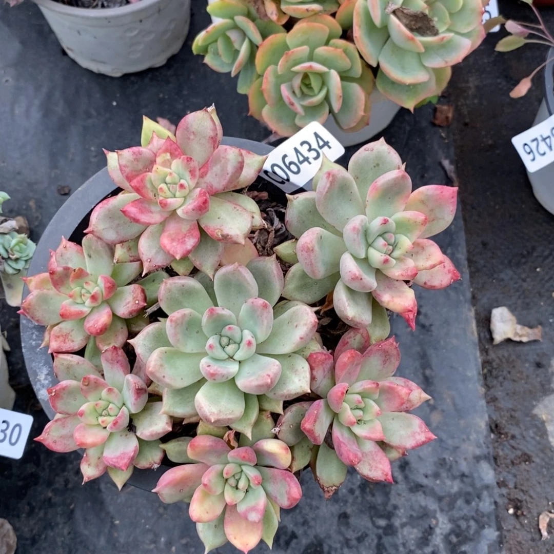 6434油漆桶一物一拍