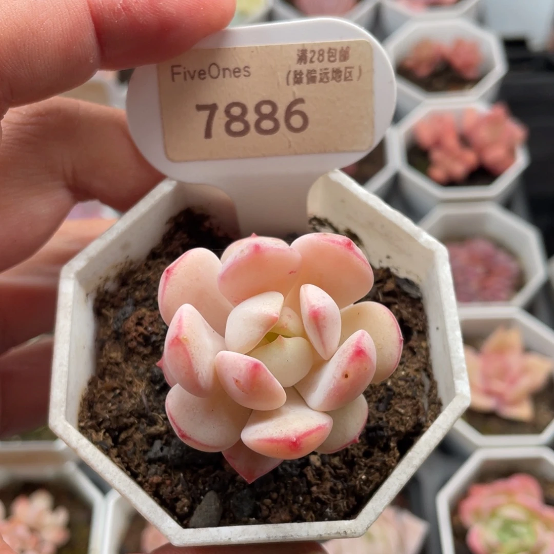 香草7886-4.0厘米