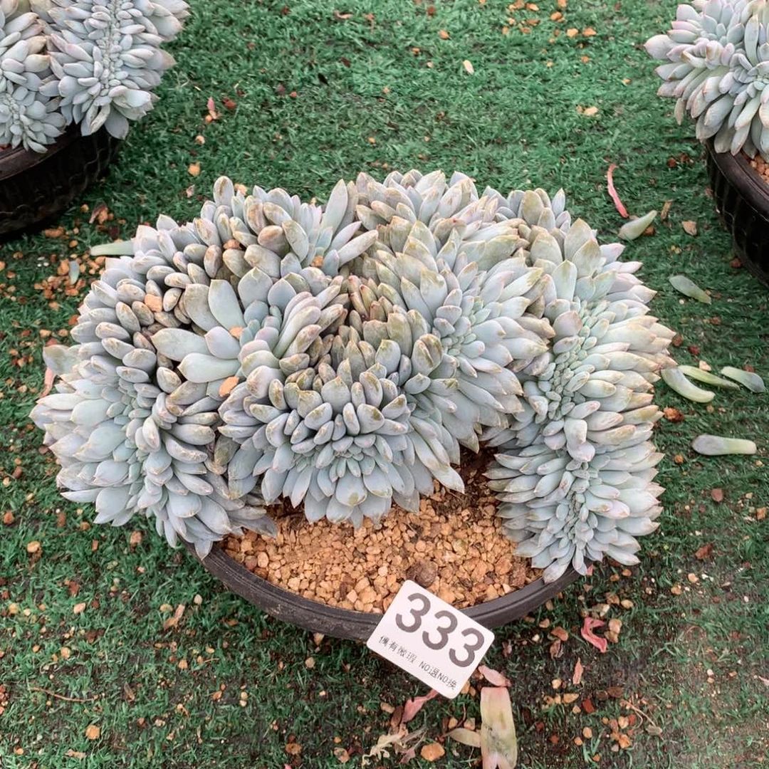 333橙子缀化多肉植物