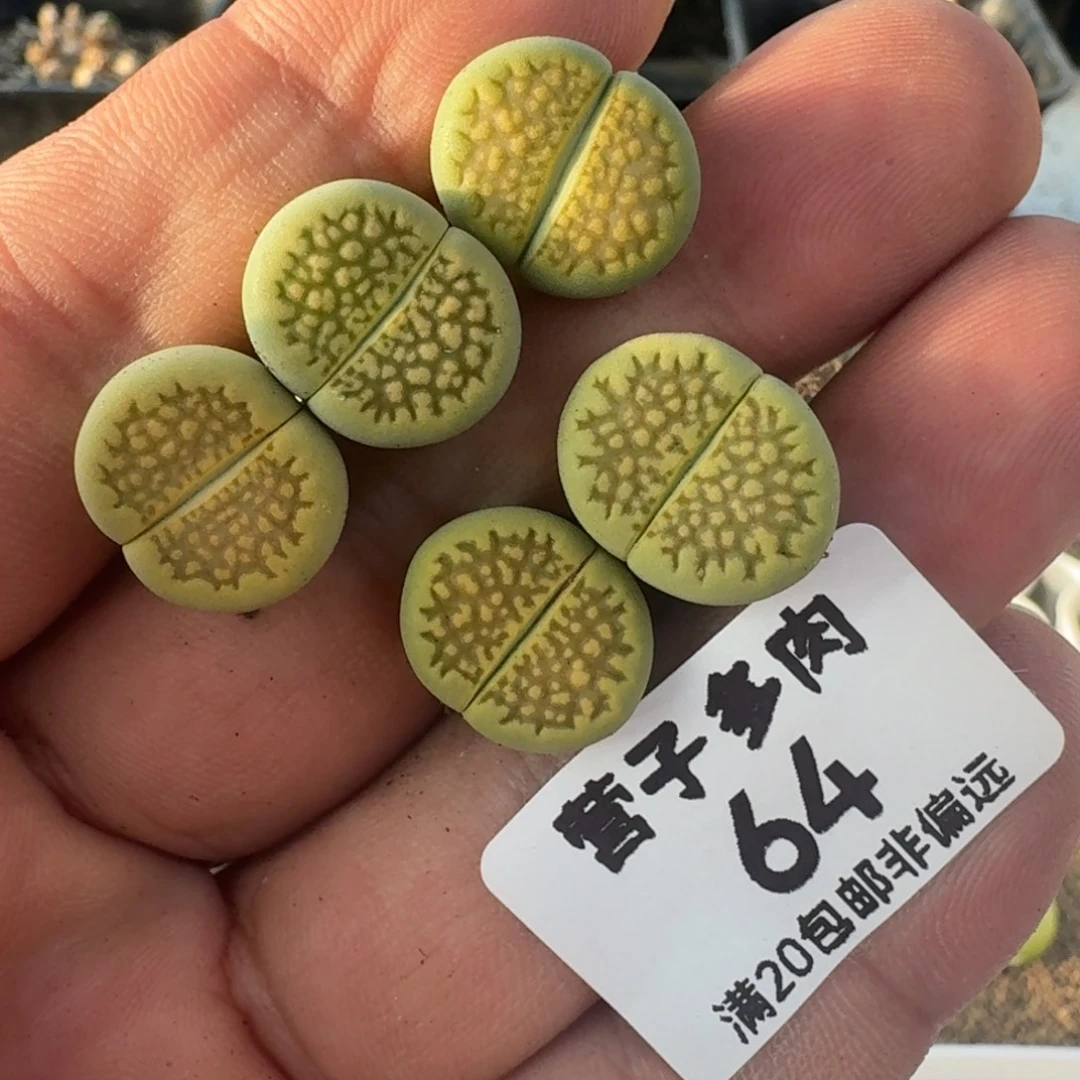 黄巴黎。