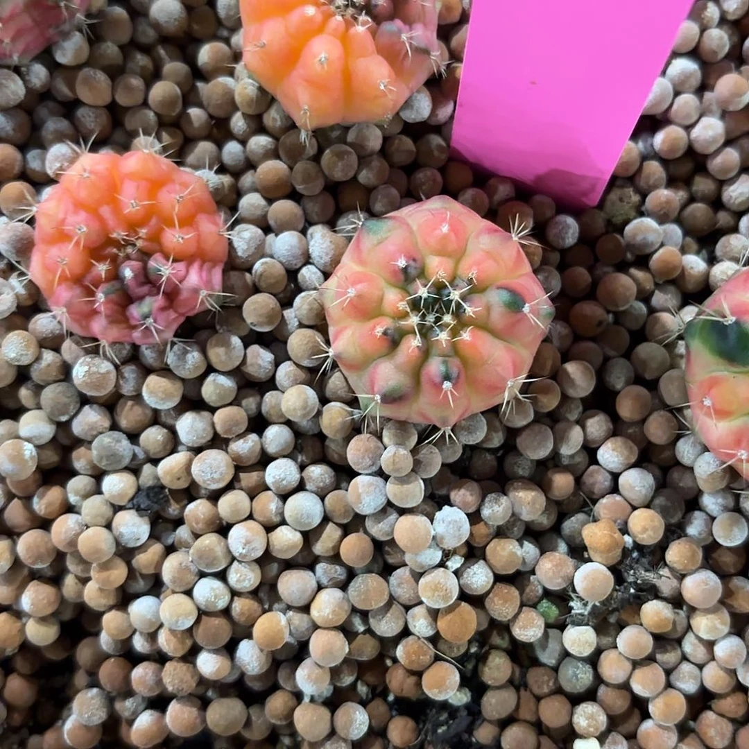 63-0926泰国发货 太阳皇冠
