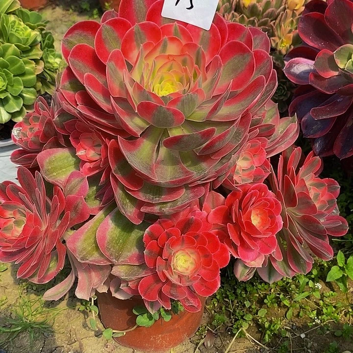 15号女妖多肉法师30