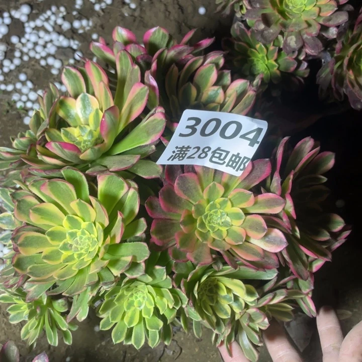 3004一号棚朝霞丛林A
