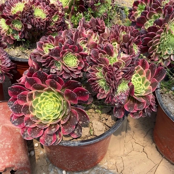 旗**门104朝霞老桩朵朵