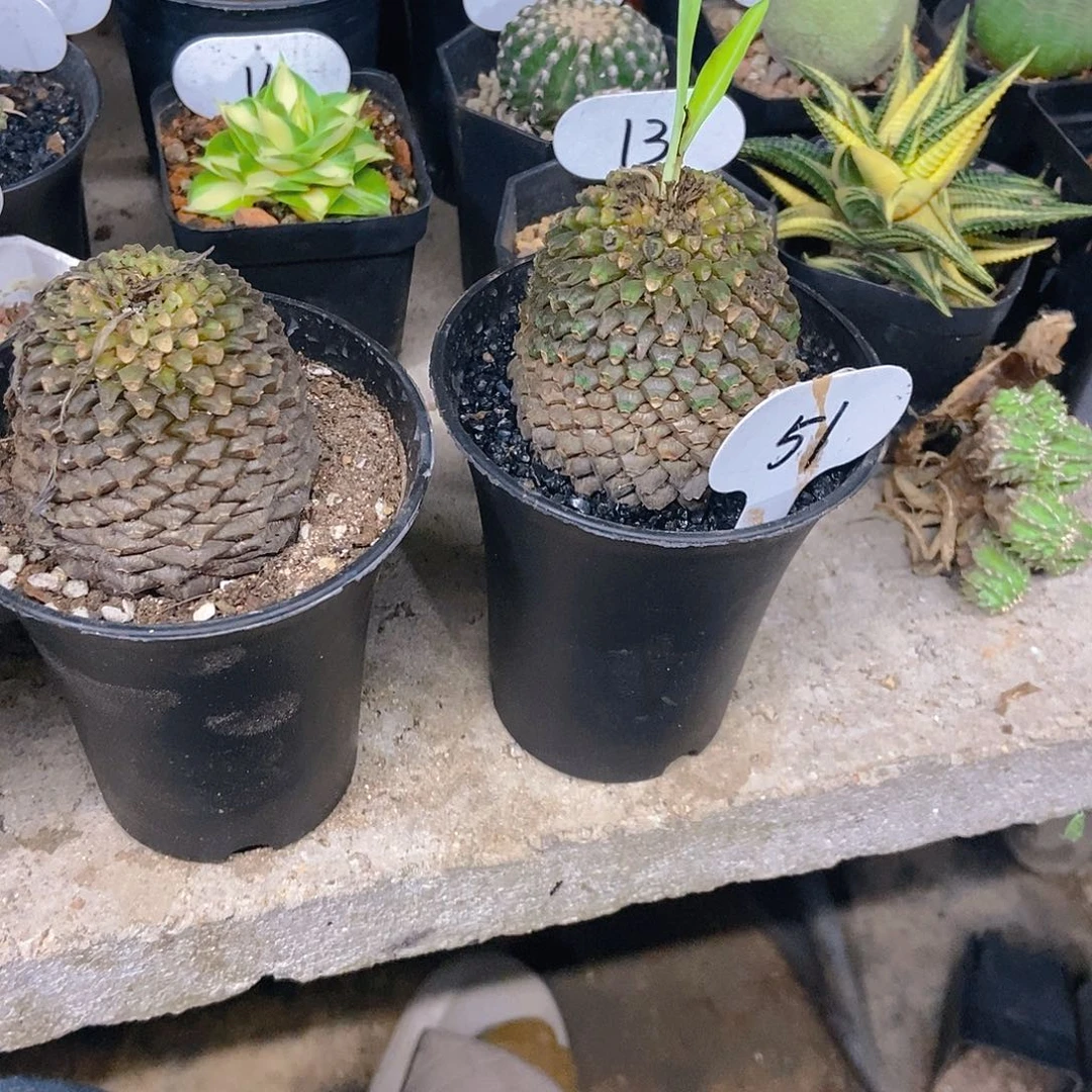 铁甲丸一个一物一拍