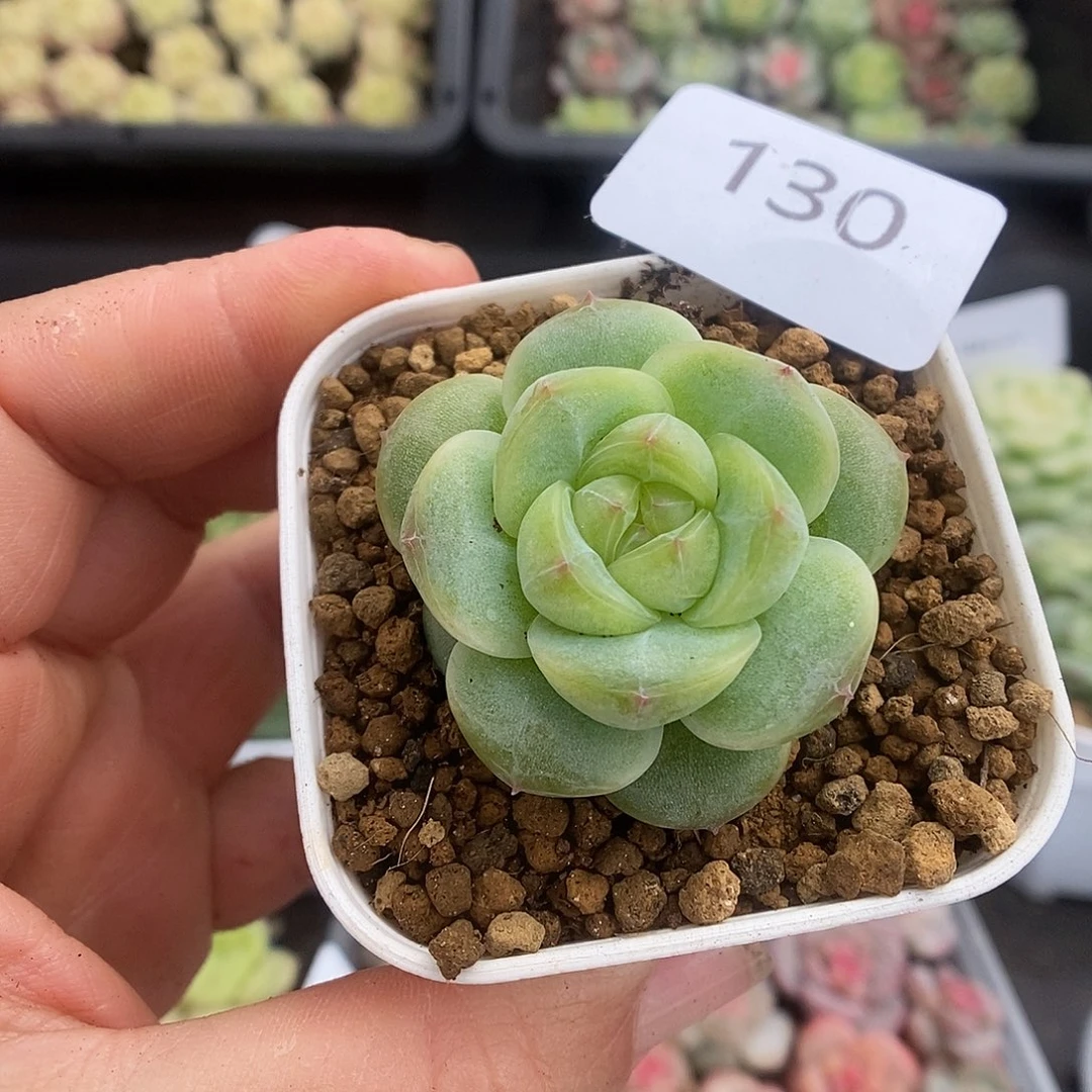 桃****一物一拍一物一拍925-130