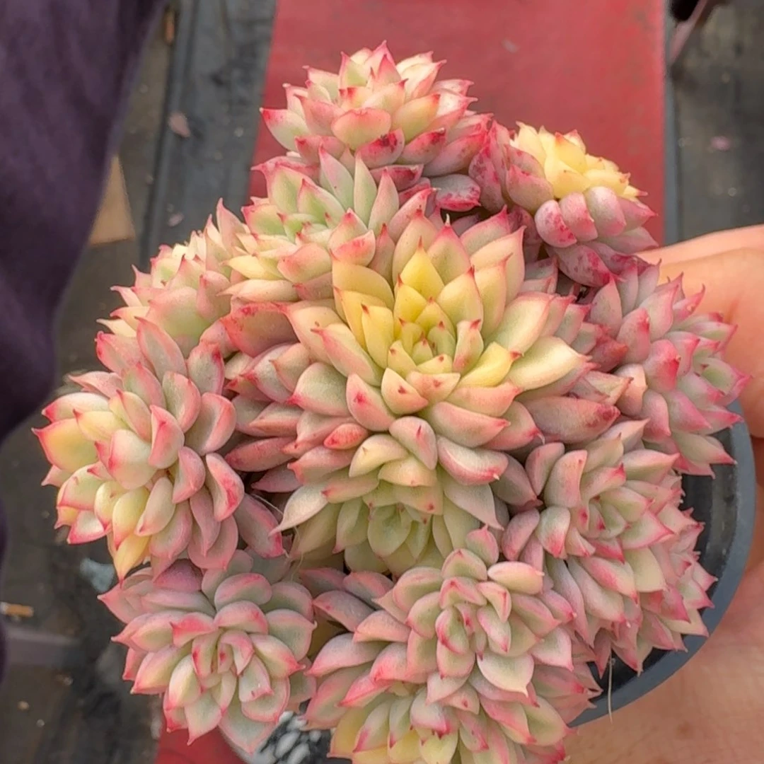 10厘米的尺寸一物一拍的