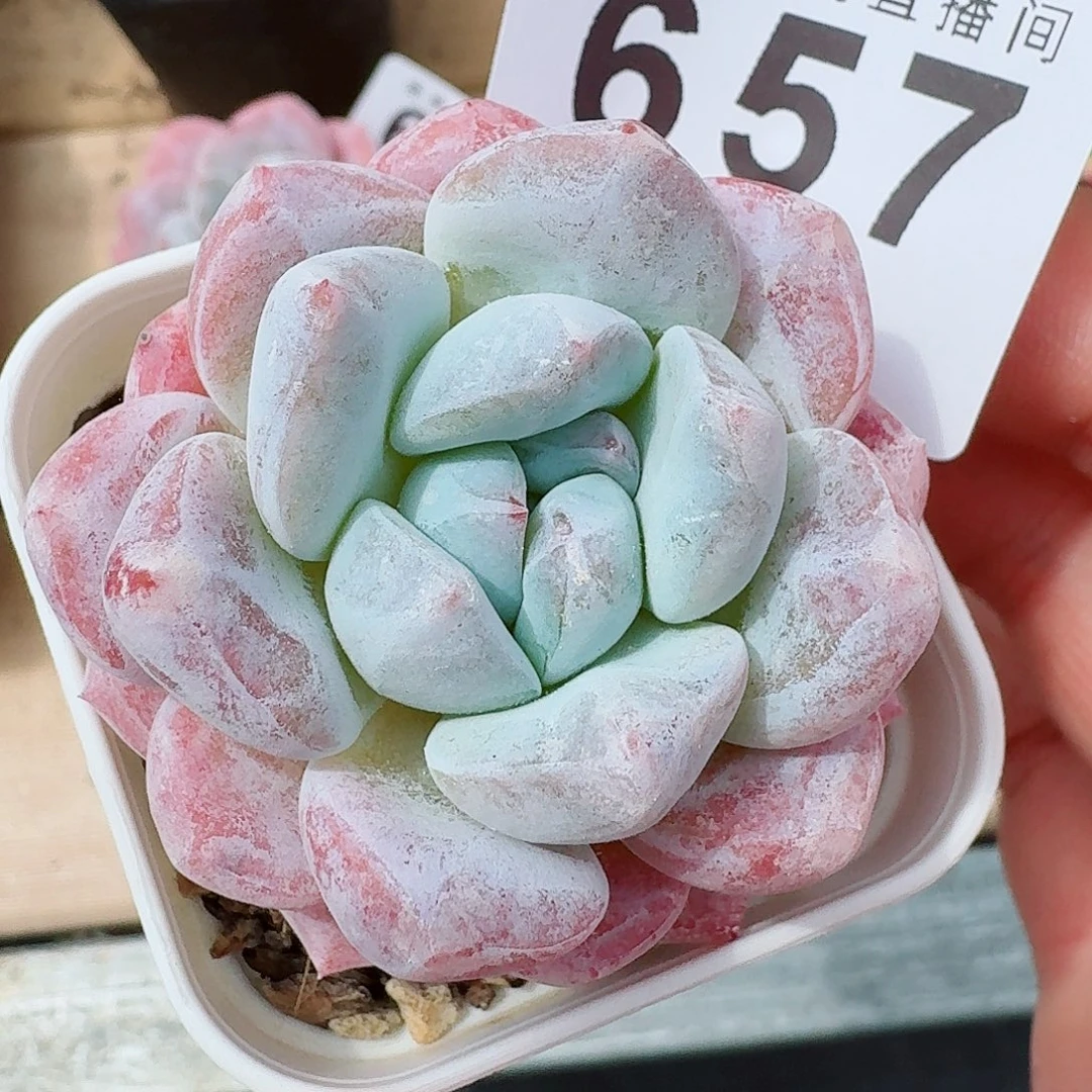 冰梦            精美多肉植物