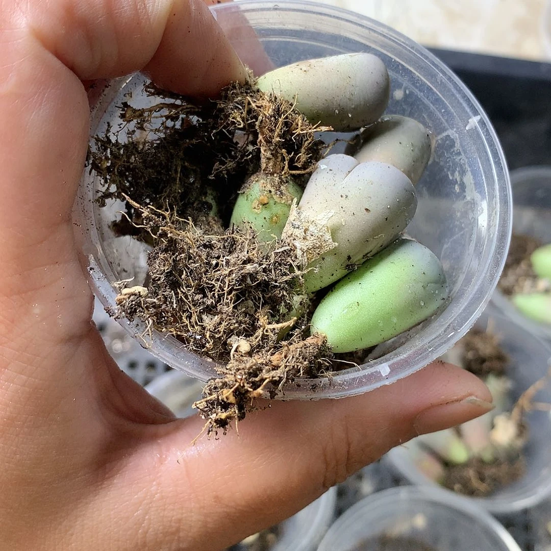 菲*M21多肉植物保护