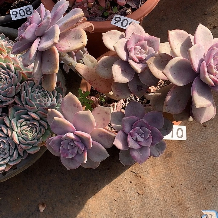 910紫乐一物一拍多肉