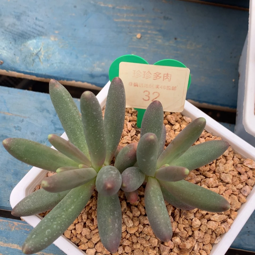 烟花无砍一物一拍32