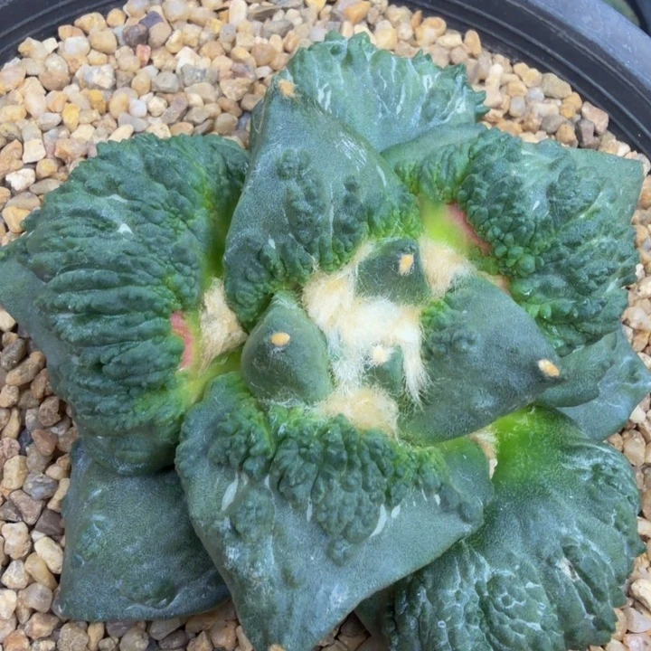 这颗有带鱼子酱外星血怒