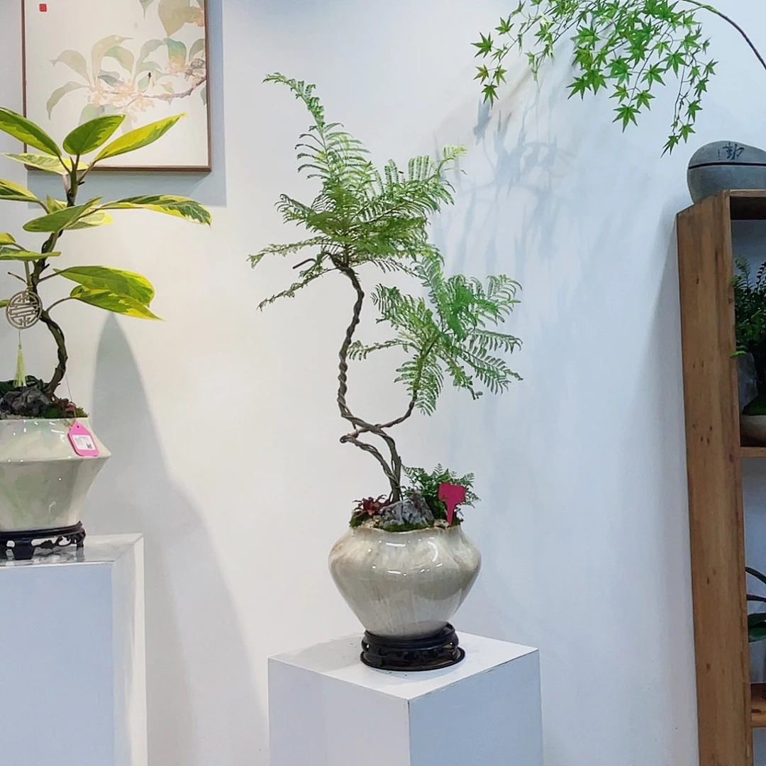 完全开放高端盆景一物一拍