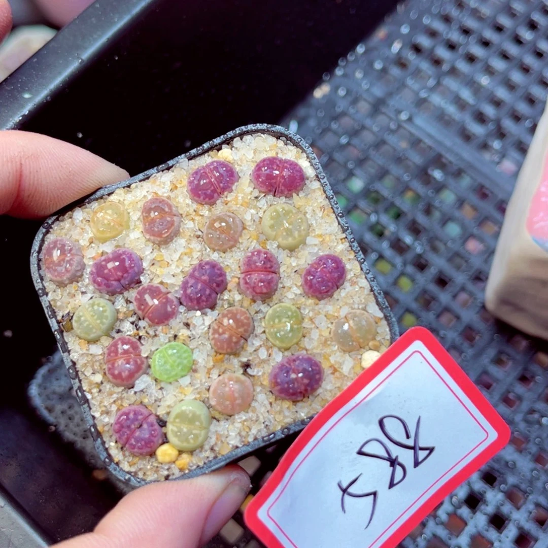 588生石花带盆发1