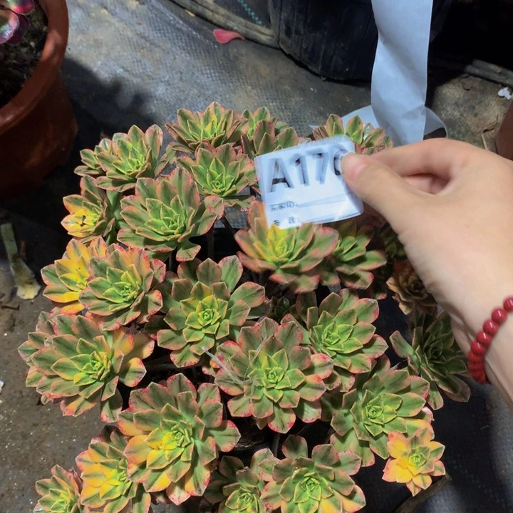 半***过无花朵甜茶176 寄养
