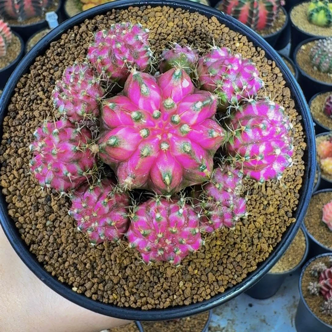 紫罗兰手捧花00000008