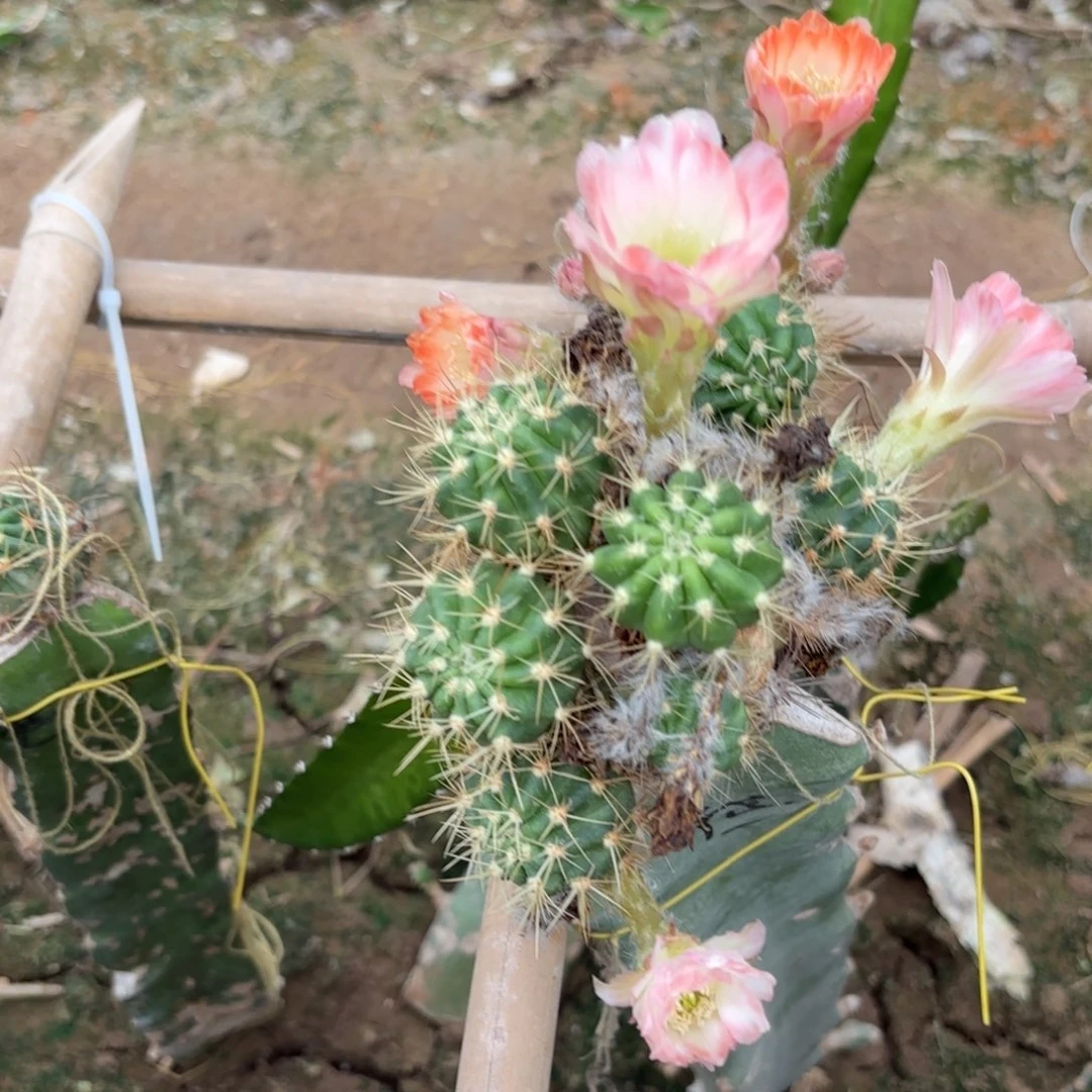 得一丽花小遐想侧牙20包邮仙人球