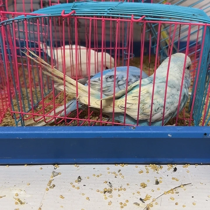 虎皮鹦鹉大头鹦鹉