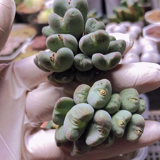 无花朵0245，两颗有点干