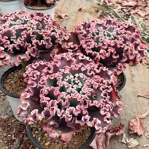 苏*师70 号包菜系列 3 棵