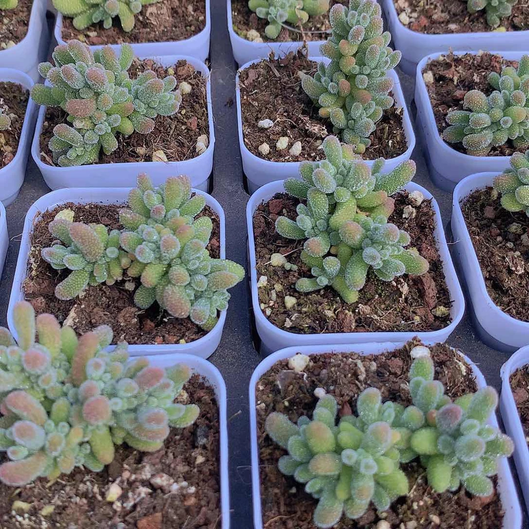 冰晶23467788999990000