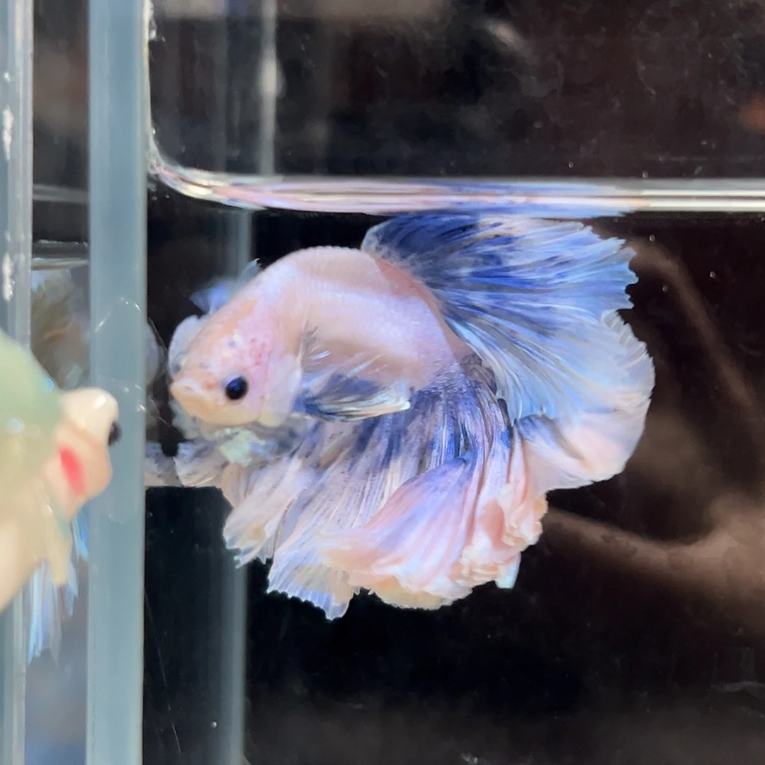 斗鱼2号绝美上新：治愈系蓝色花瓣