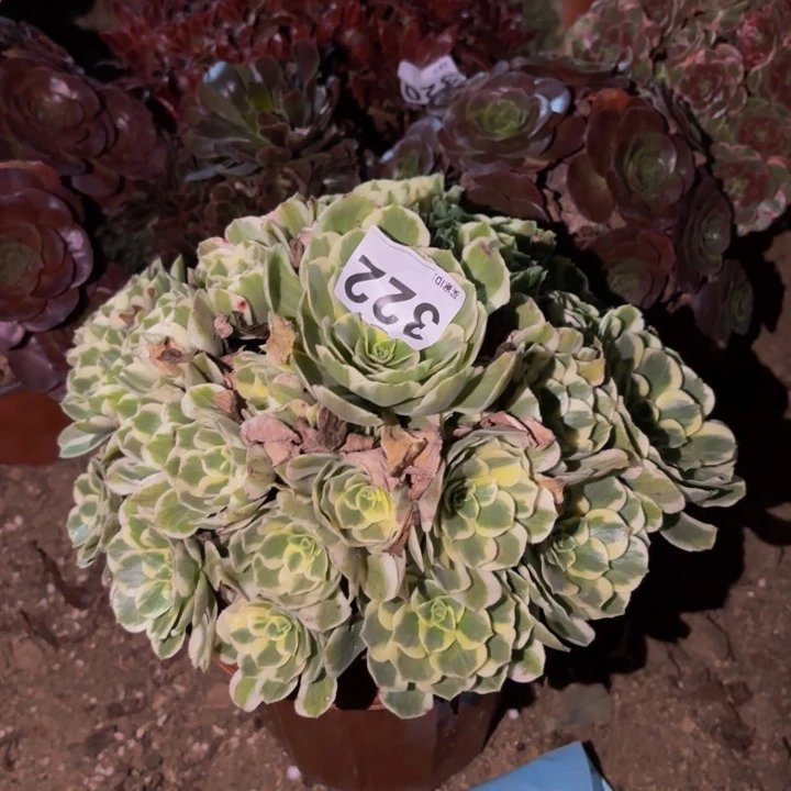 322迈巴赫多肉植物不售后