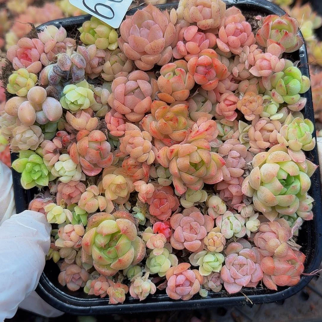 多肉植物多肉植物66
