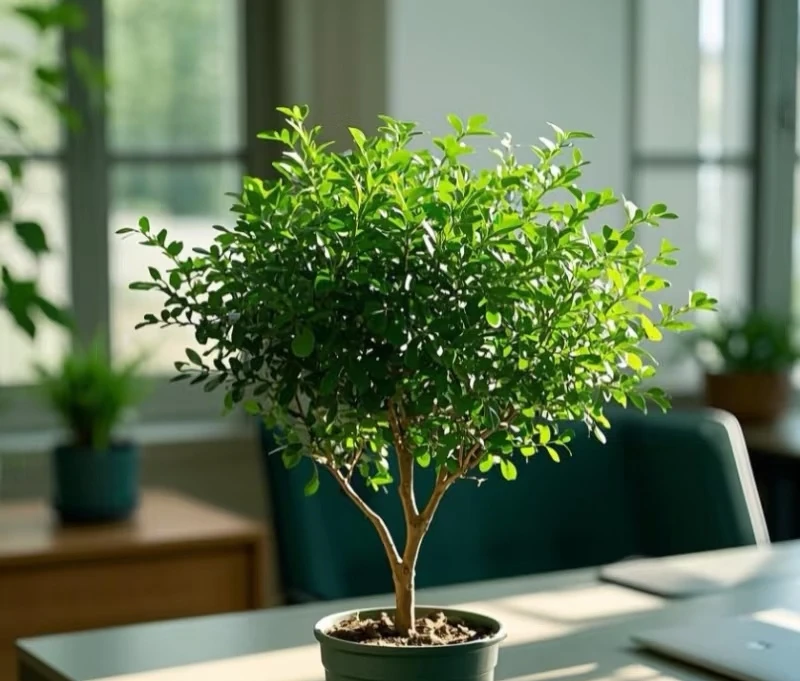木涧花坊  清香木盆栽老桩室内桌面盆景好养活可防蚊虫绿植