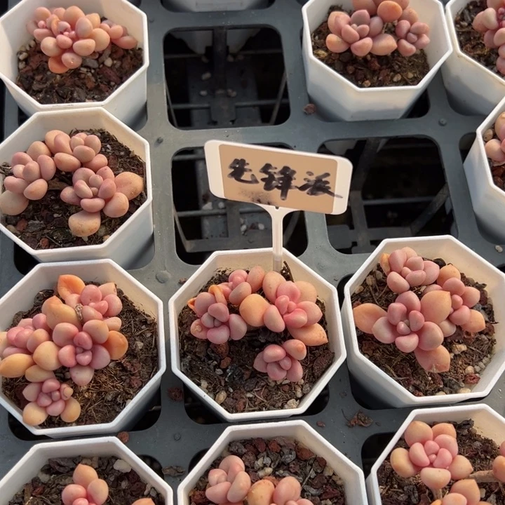 先锋派3-4头群一颗多肉满20包邮下午发