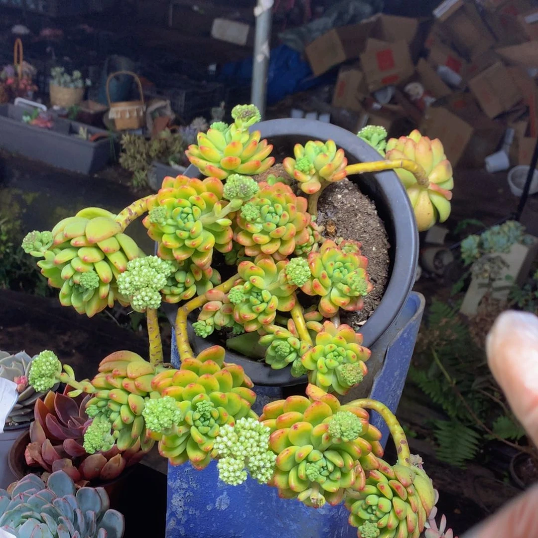 香格里拉脱土发包邮