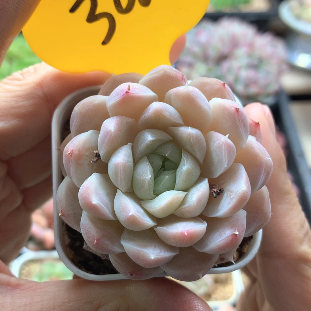 白月影单头可拍3000