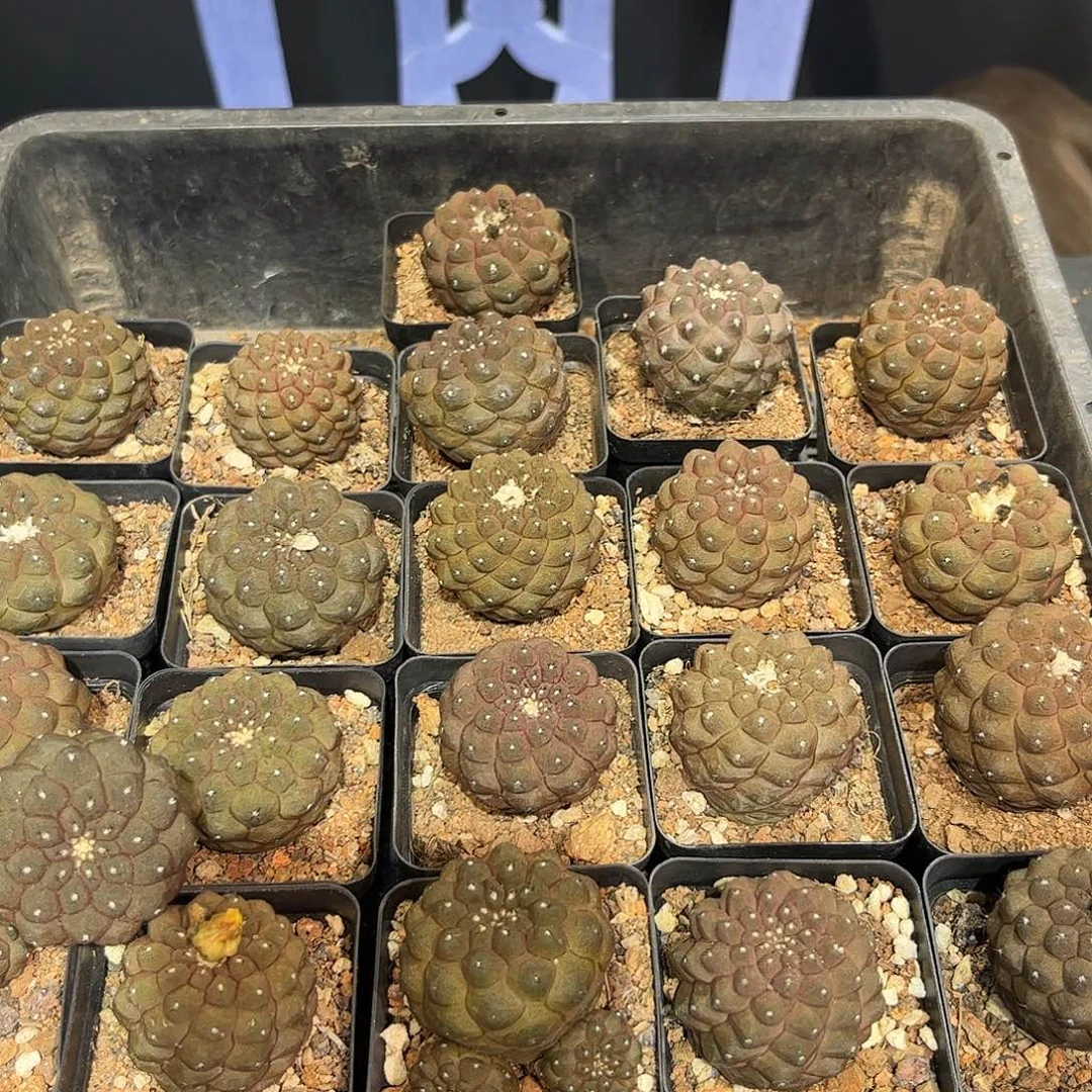 4cm实生蜥蜴仙人根系好