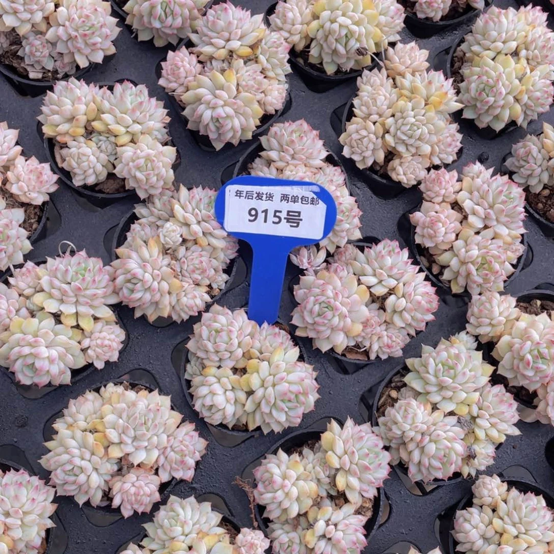 915号小乔群生两个