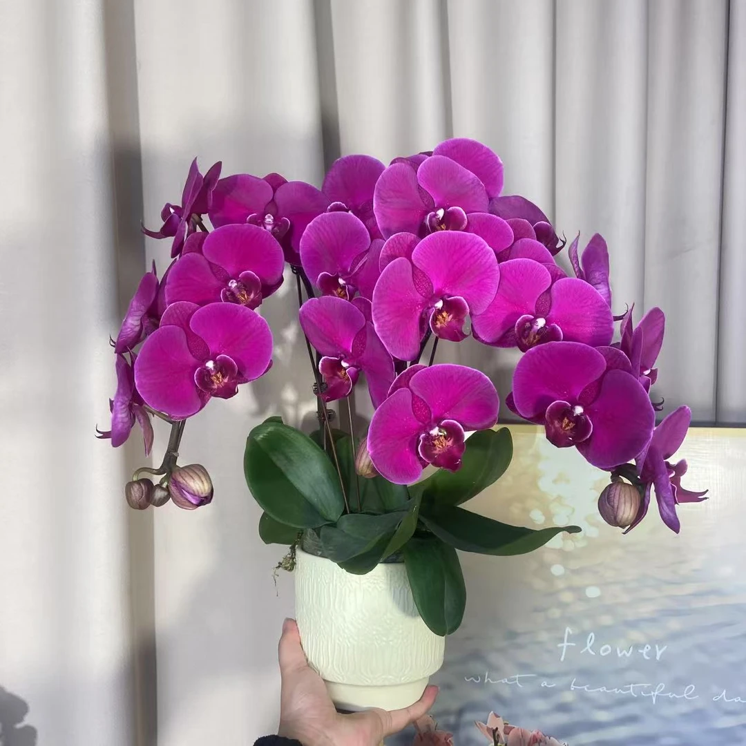 蝴蝶兰（大辣椒）大花型 优雅精致鲜花室内花好养活 3-3