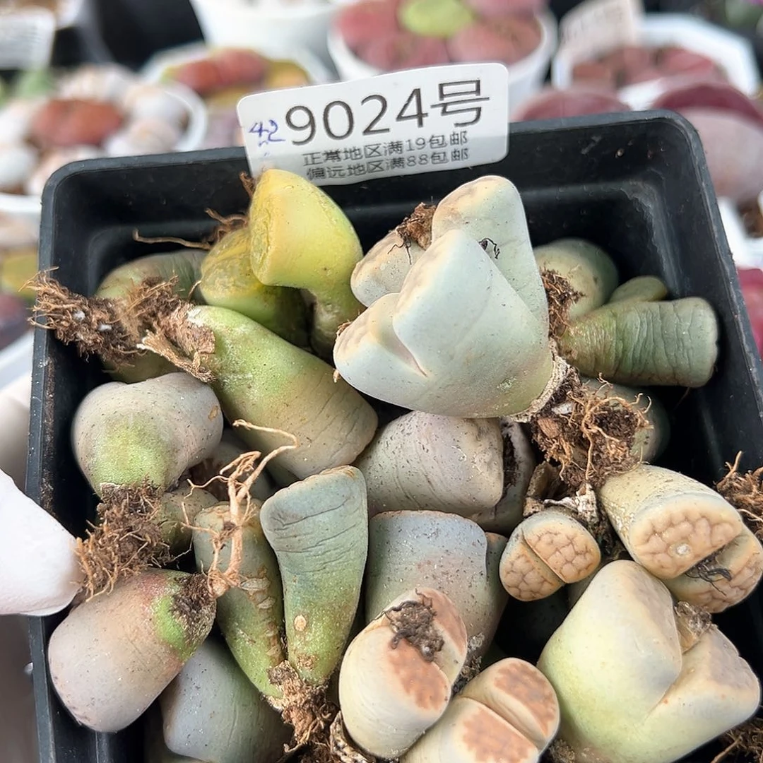 9024五年大母本单双混合共42颗