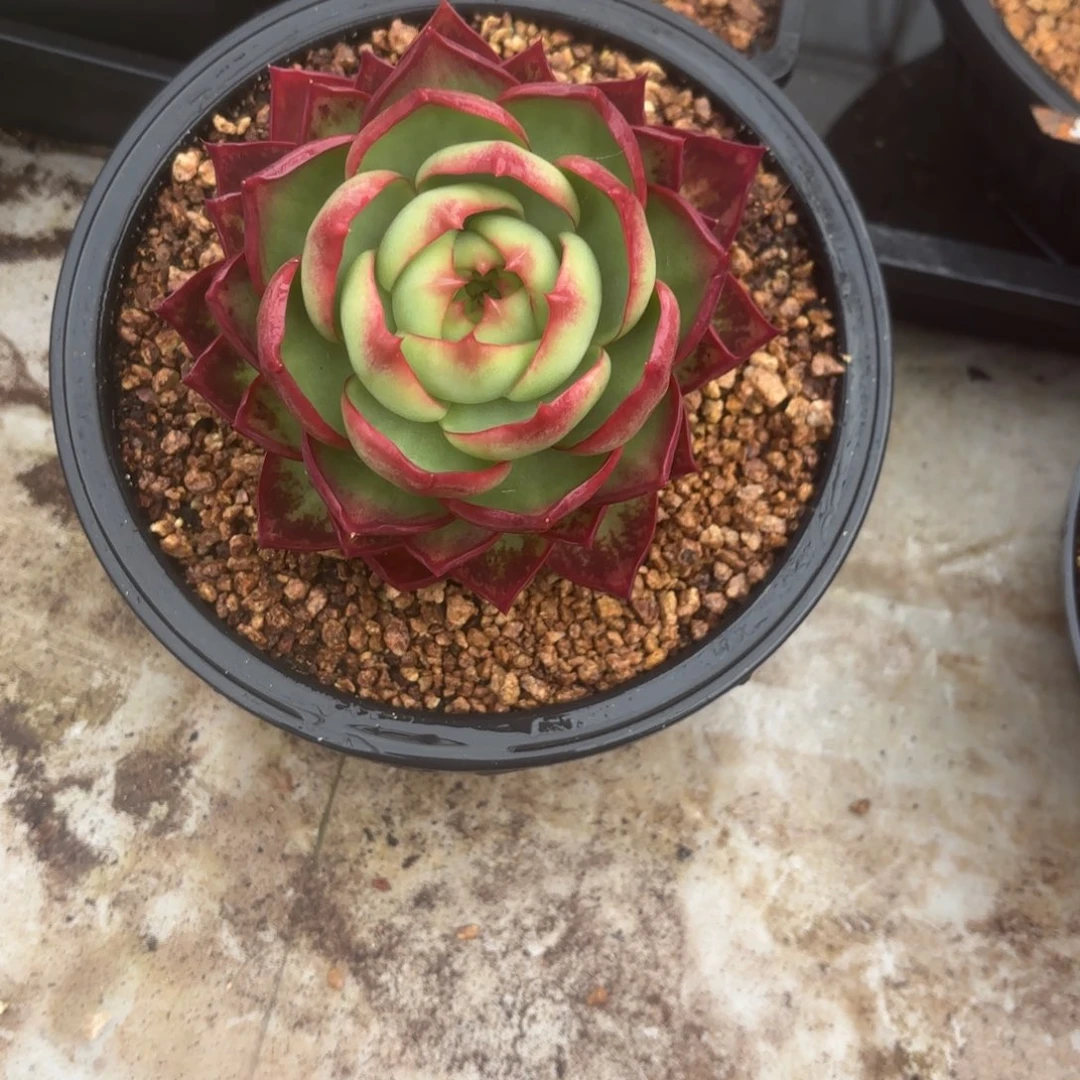 后宫仙子好看好看