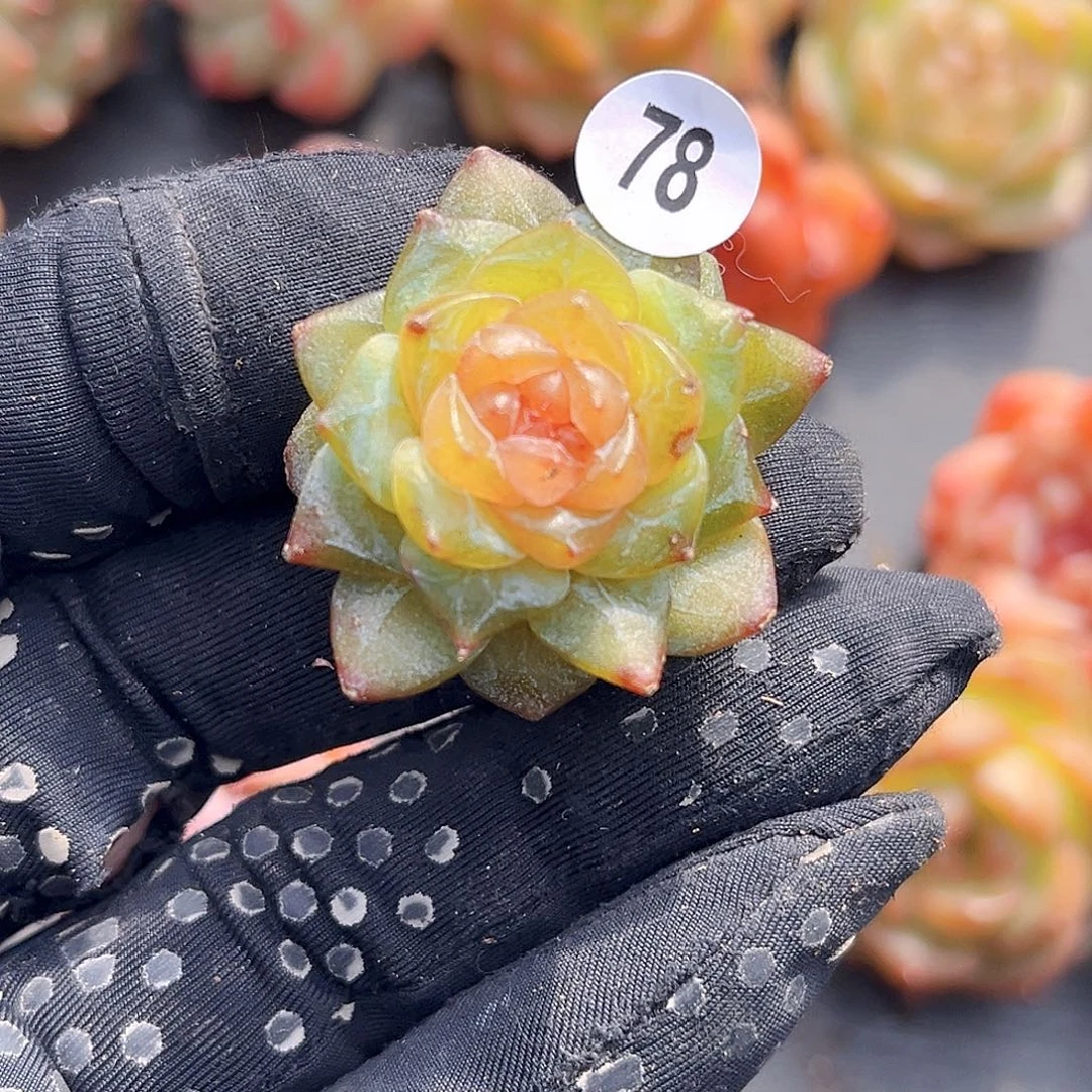 78一物一拍。琉璃