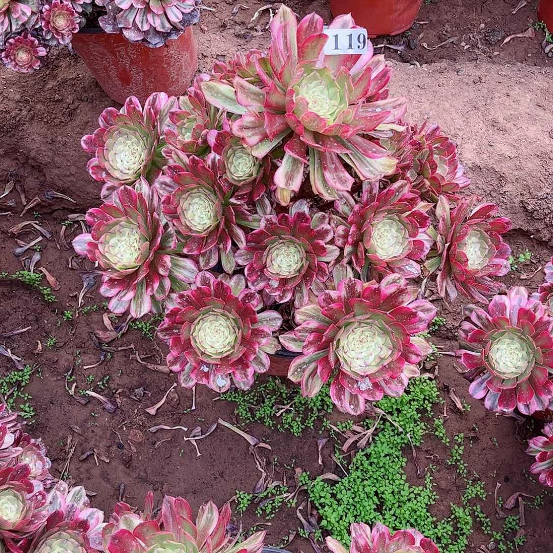 玫***合多肉植物119多肉