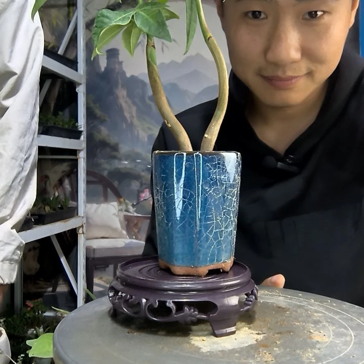 我****适中青园艺一物一拍260