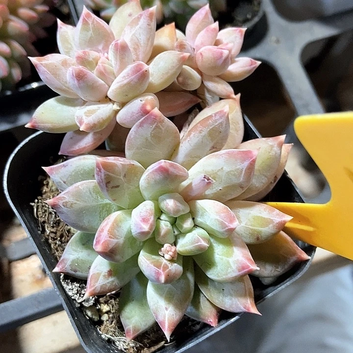 多肉植物美人2116