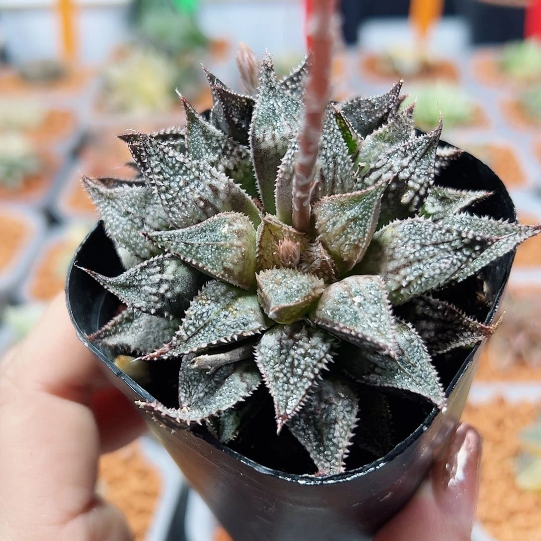 十二卷多肉彩虹城