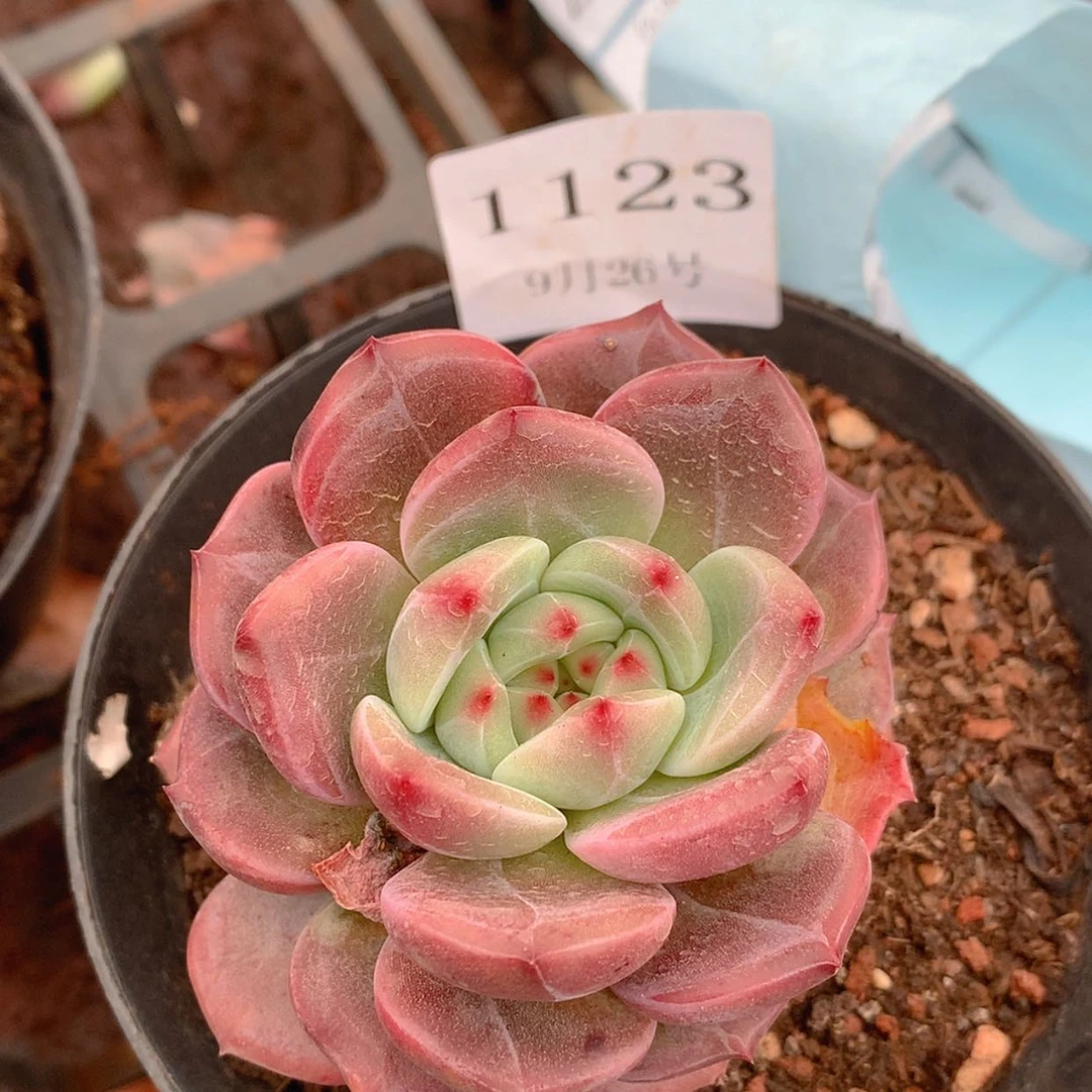 【闪购商品】云1123号