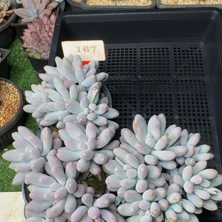 167多肉植物一物一拍