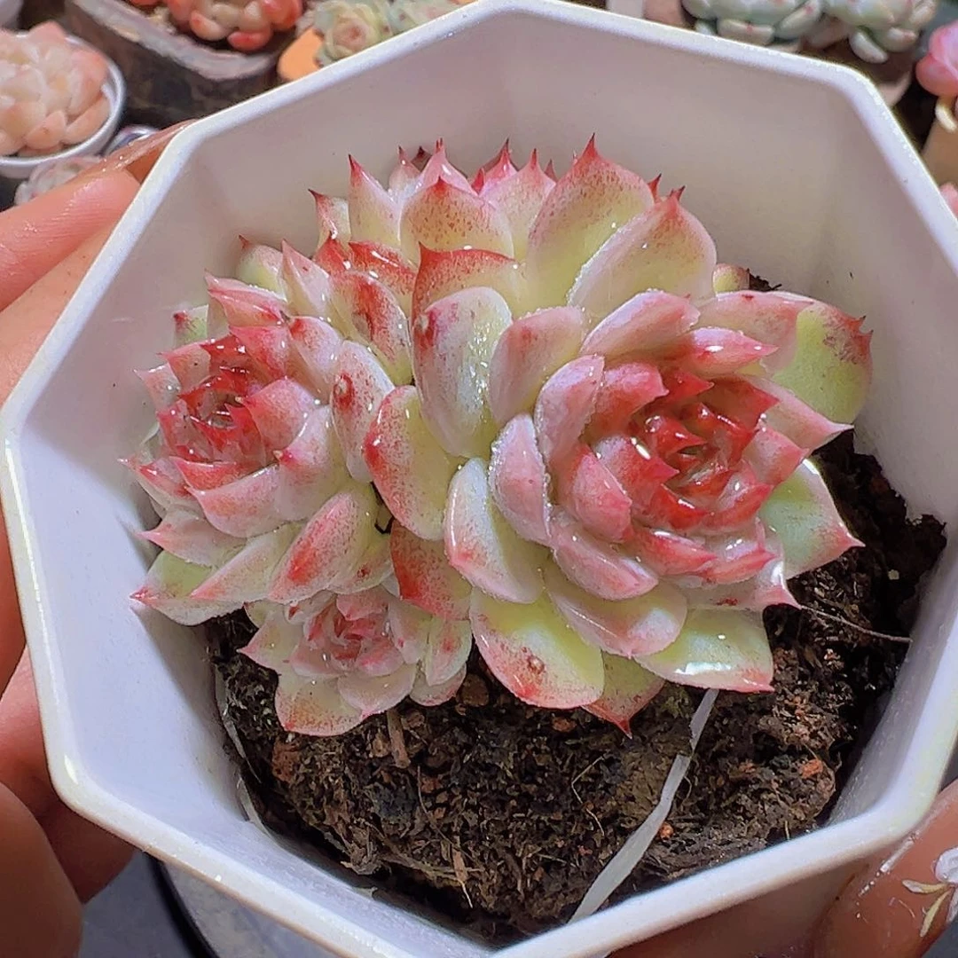 潇*妹多肉植物，多肉植物