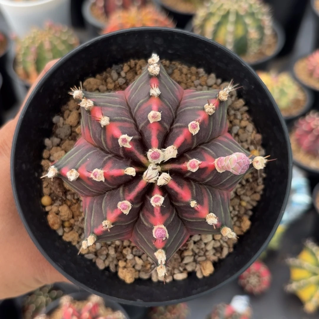 泰系实生米哈仙人球606