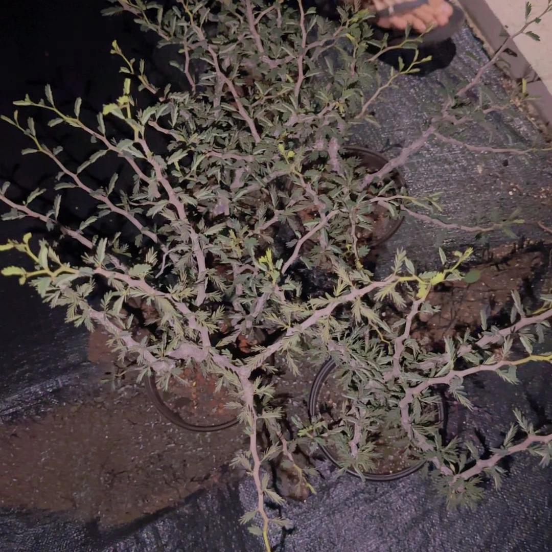 块根植物块根植物块根