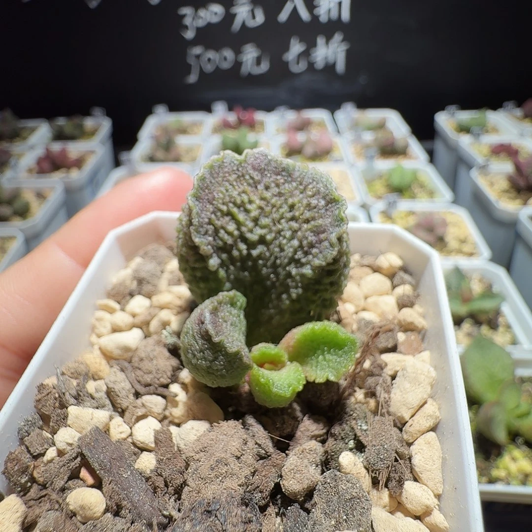 巨鲨实生水泡，带盆发货，满38包邮