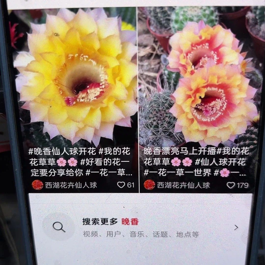 晚香无根侧牙高四公分13